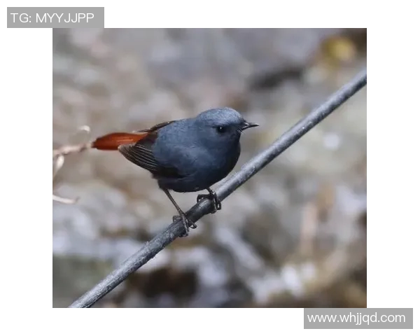 姚明鸟粮的独特配方与健康理念助力鸟类成长与繁荣 姚明鸟粮的独特配方与健康理念助力鸟类成长与繁荣